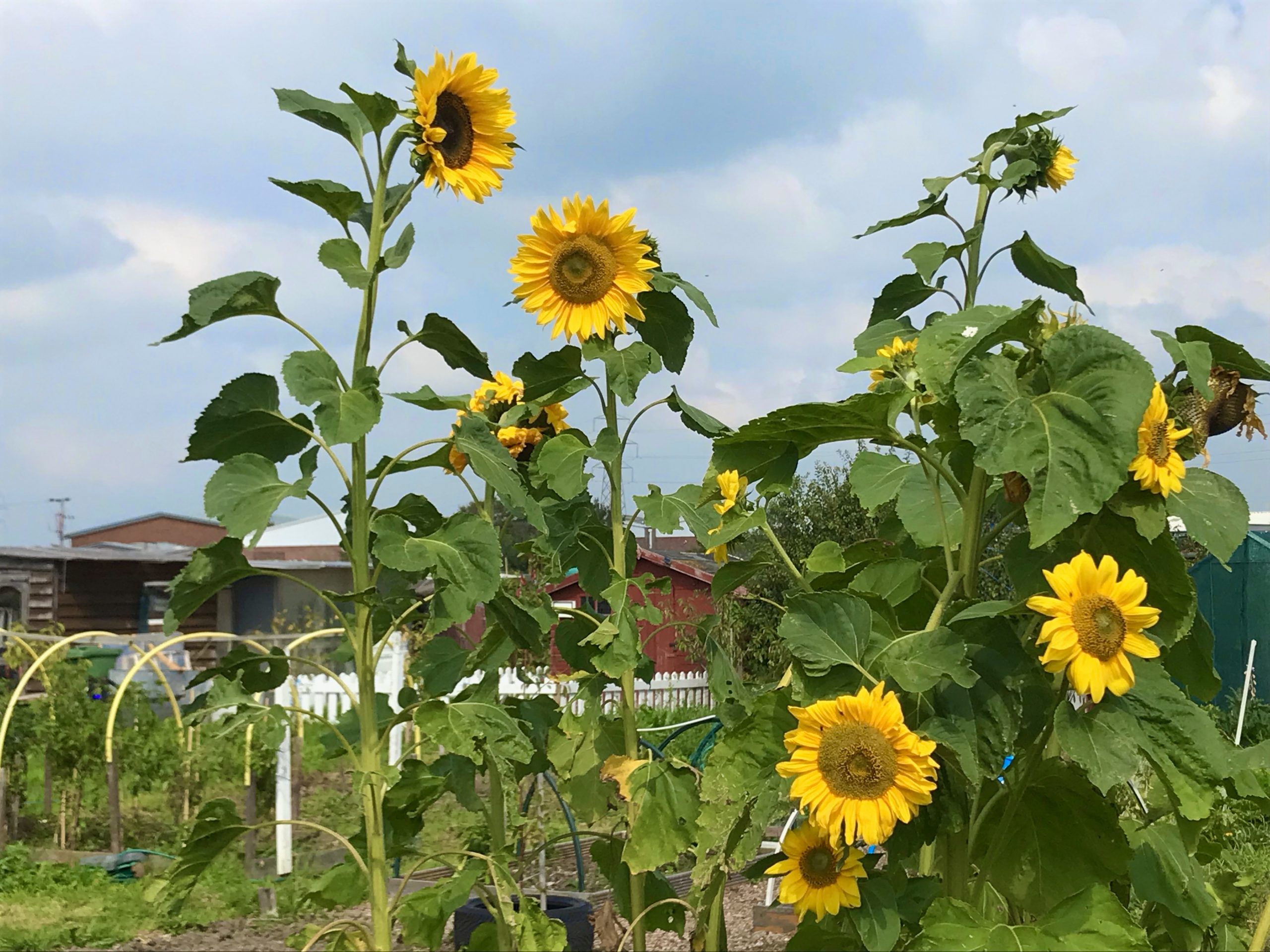 Sunflowers at the Churchdale Allotments