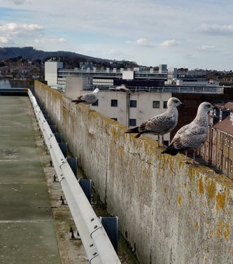 COncrete walls at the top of a cap park. Three seagulls are sitting on the wall. There are tall modern high rise buildings in front. In the background is a hill.